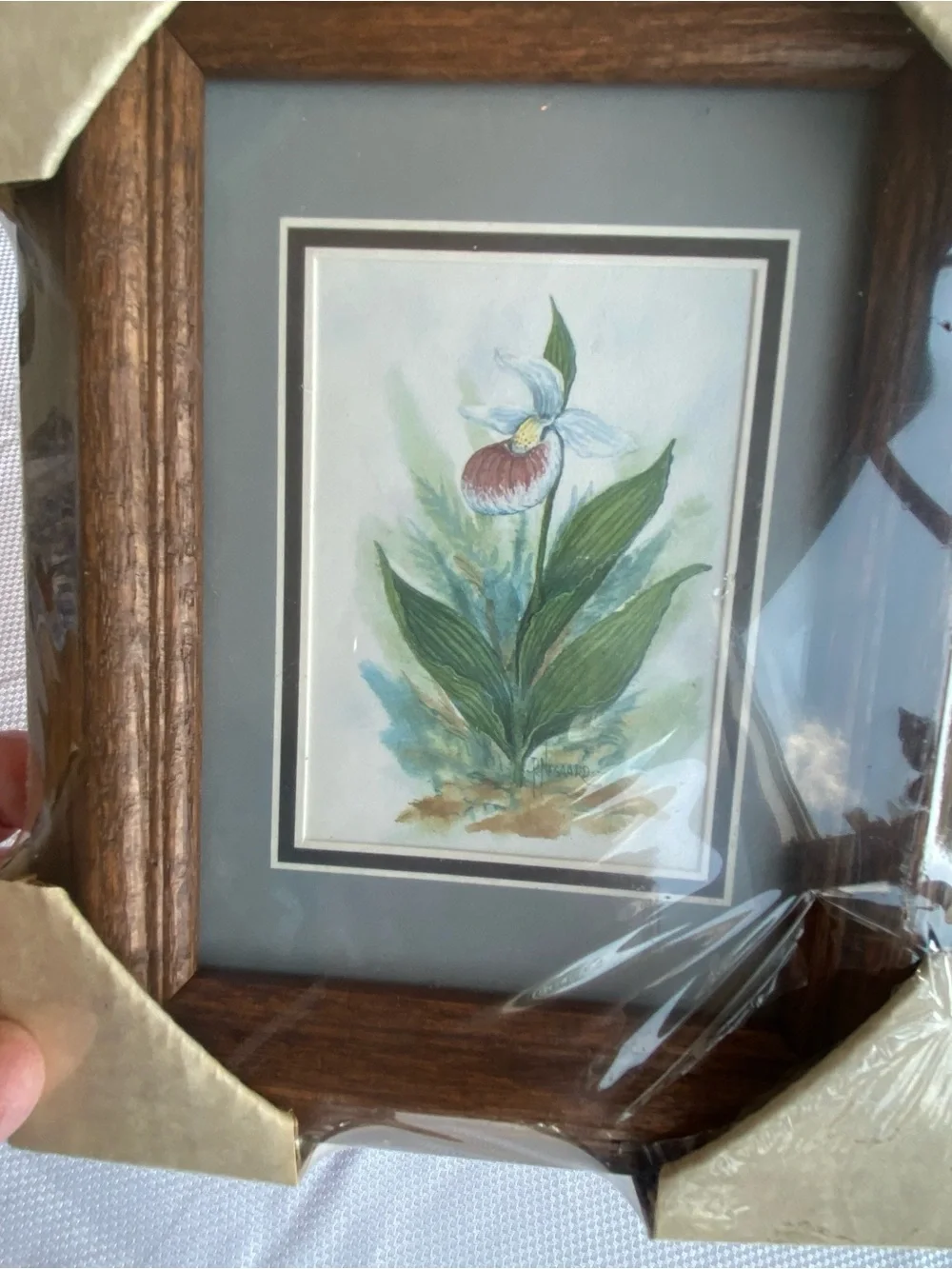 Lady Slipper Orchid-Classic Wood Frame Minnesota State Flower